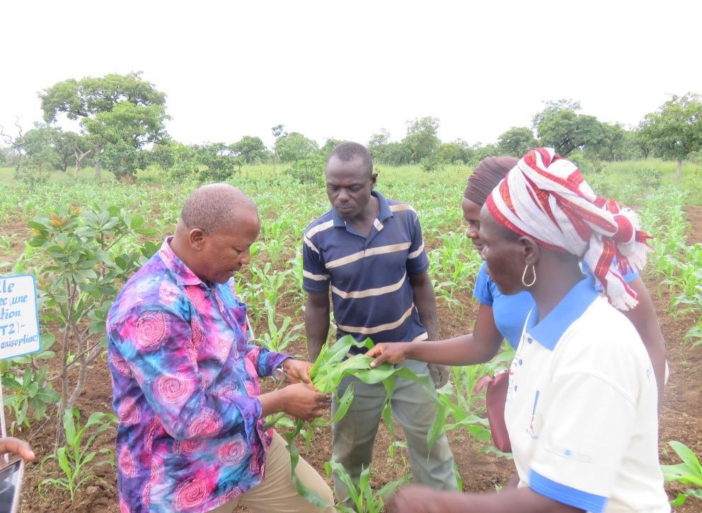 Le Professeur Bokonon-Ganta explique aux producteurs comment collecter la chenille sur les plants de maïs dans la commune de Natitingou - Photo : Franck Adje