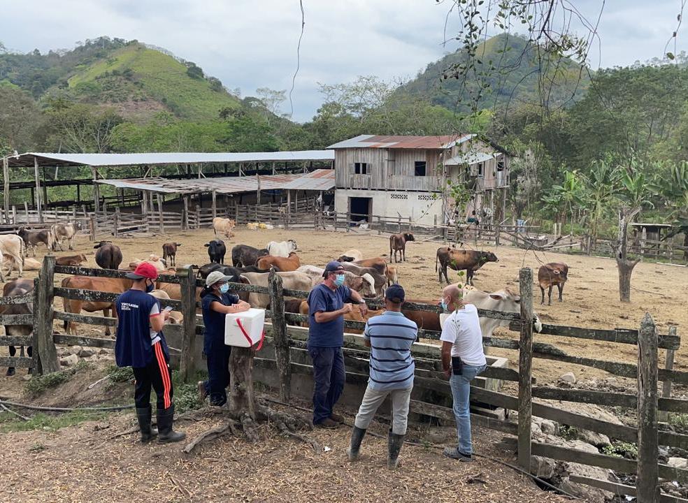Le secteur bovin en Equateur fait face à une augmentation de la prévalence de maladies infectieuses (Photo : Jorge RON ROMÁN)