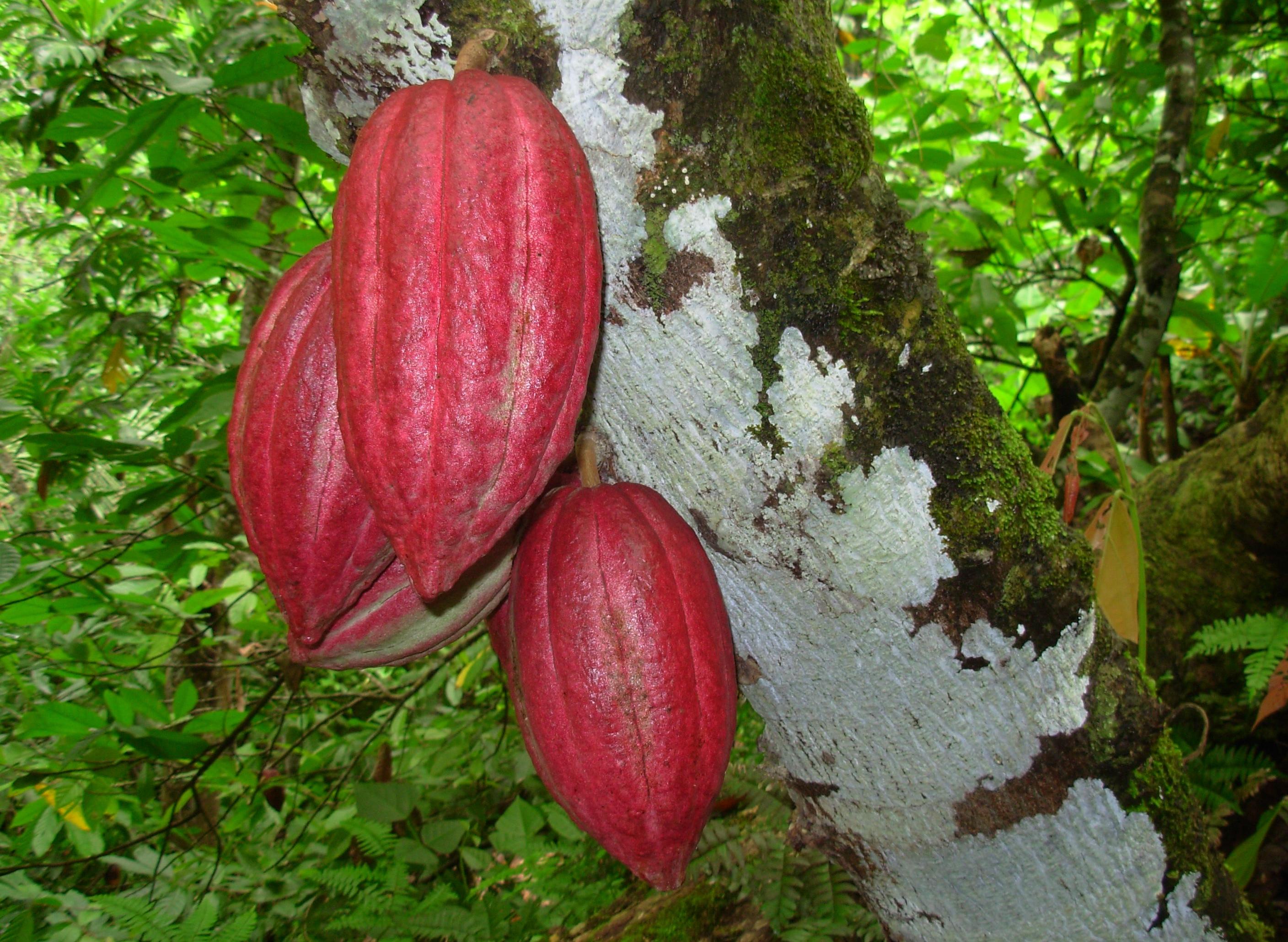 Le cacao est une plante qui a un impact économique important à Baracoa, ville située dans la province de Guantánamo. 