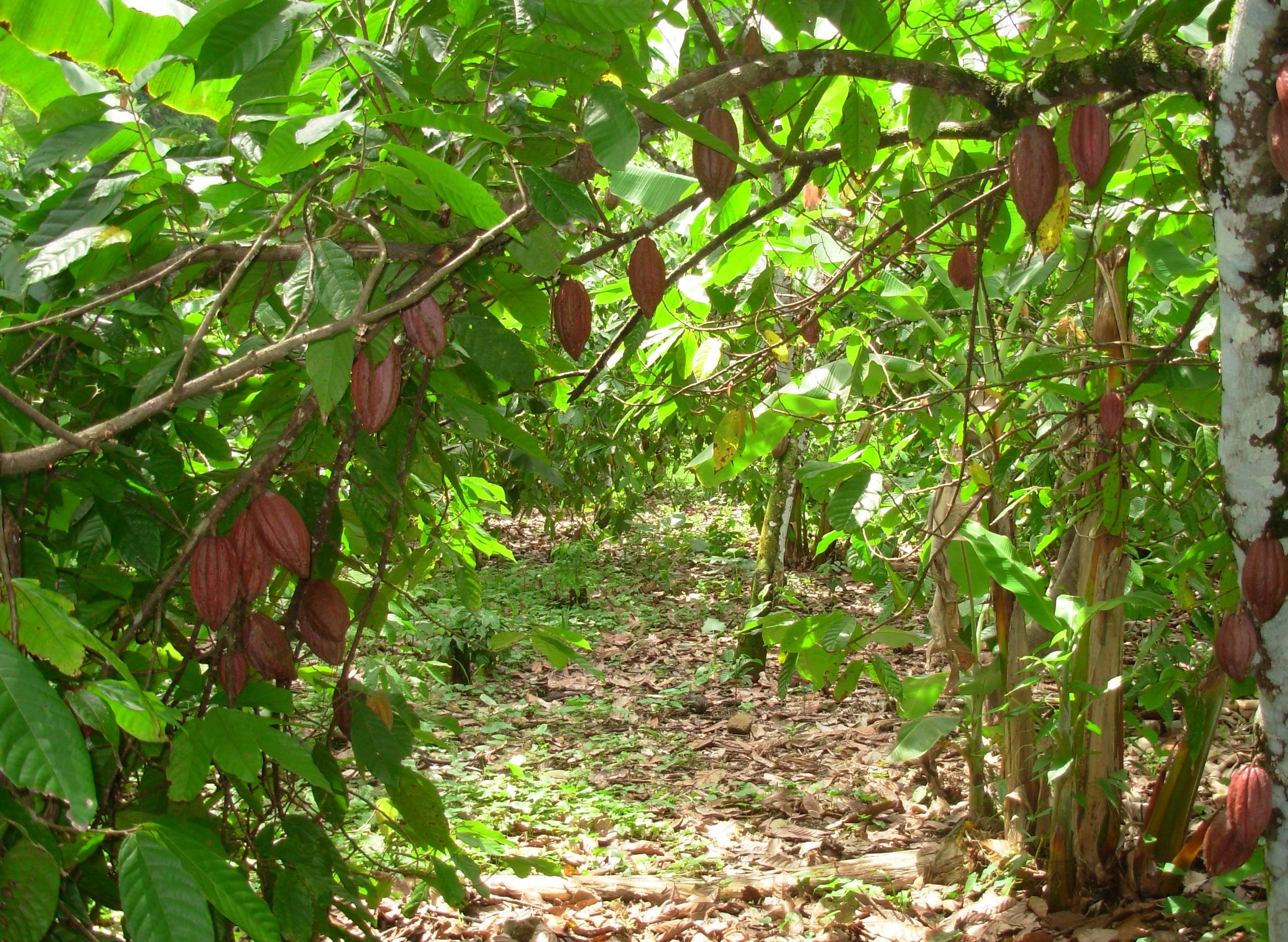 Le but du projet est d'améliorer le système de production du cacao à travers une approche agroécologique multidisciplinaire
