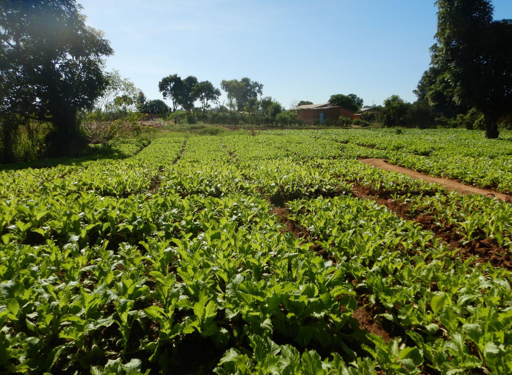 Un champ de production maraîchère à Lubumbashi (Photo: G. Collinet)