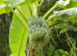 Plantation de bananes à Cuba (Photo : Adobe) 