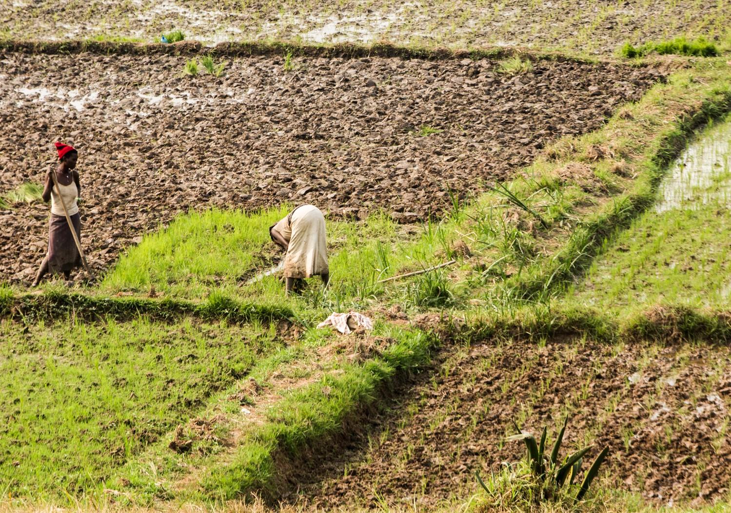 Pour une agriculture plus performante et durable au Burundi (Photo: D. Pirnay - Woush)