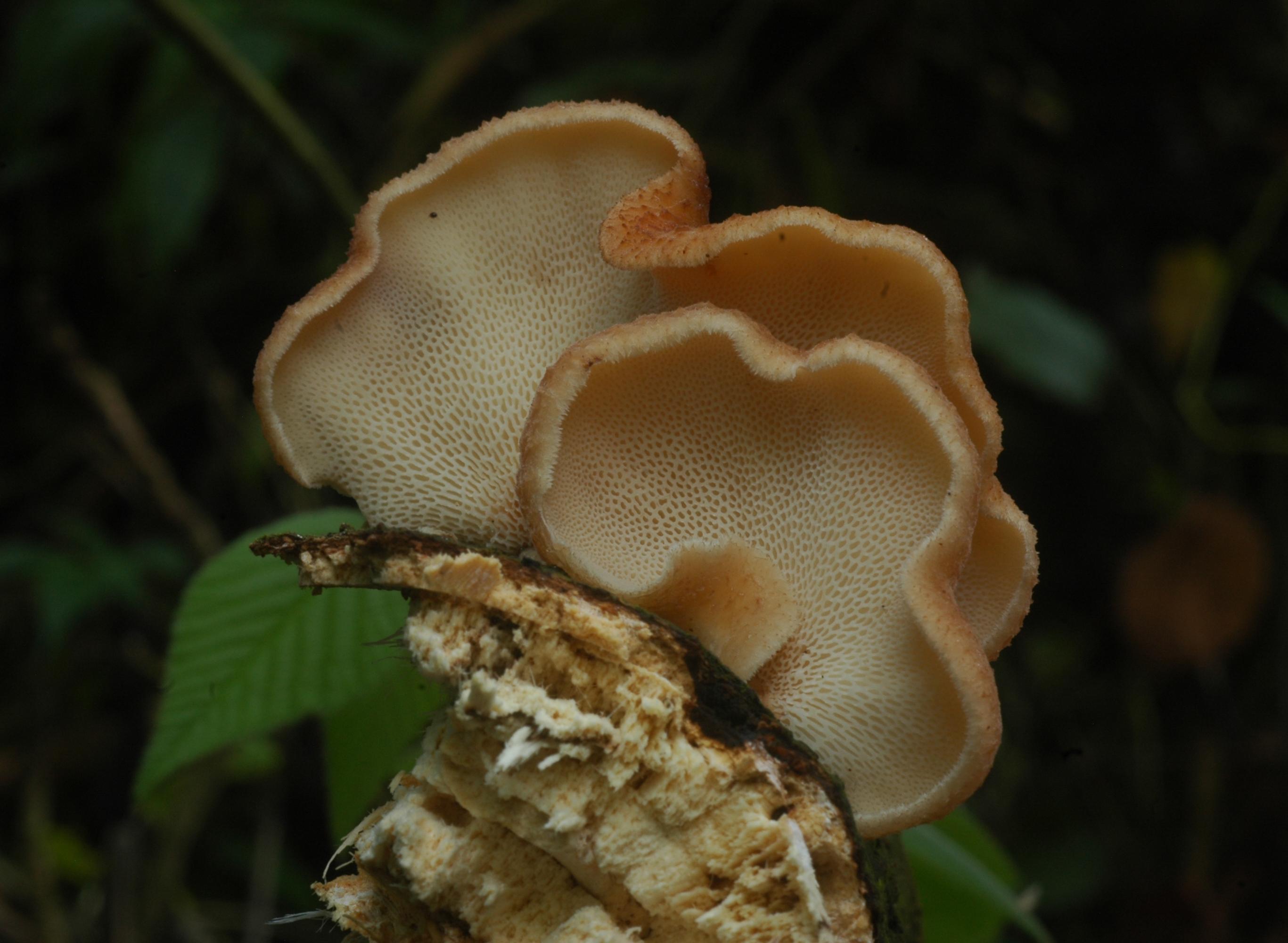 Aliments ou composants de la médecine traditionnelle, les champignons sont très recherchés par la population (Photo: S. Declerck)