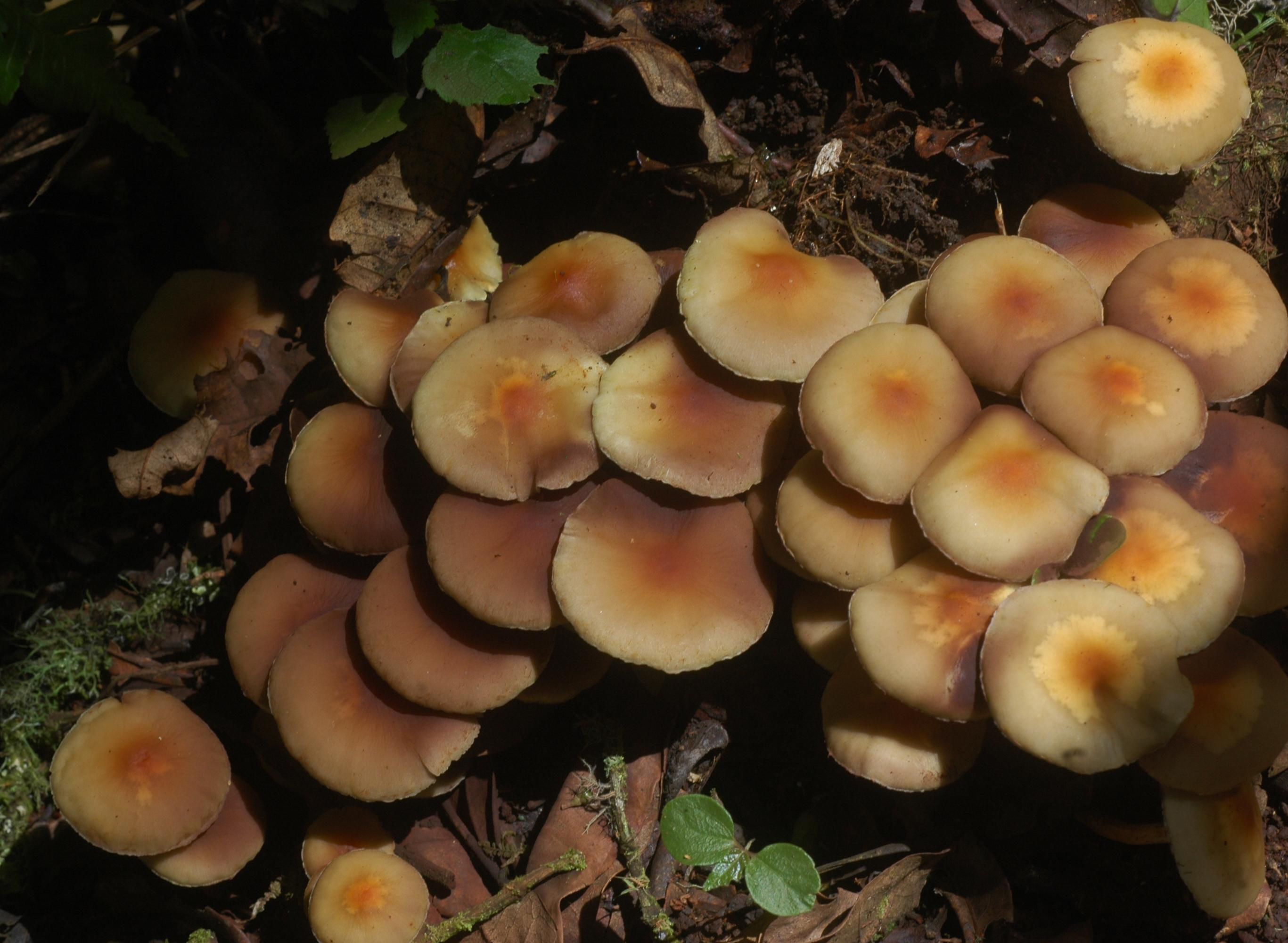 Les champignons font la richesse de la biodiversité congolaise (Photo: S. Declerck)