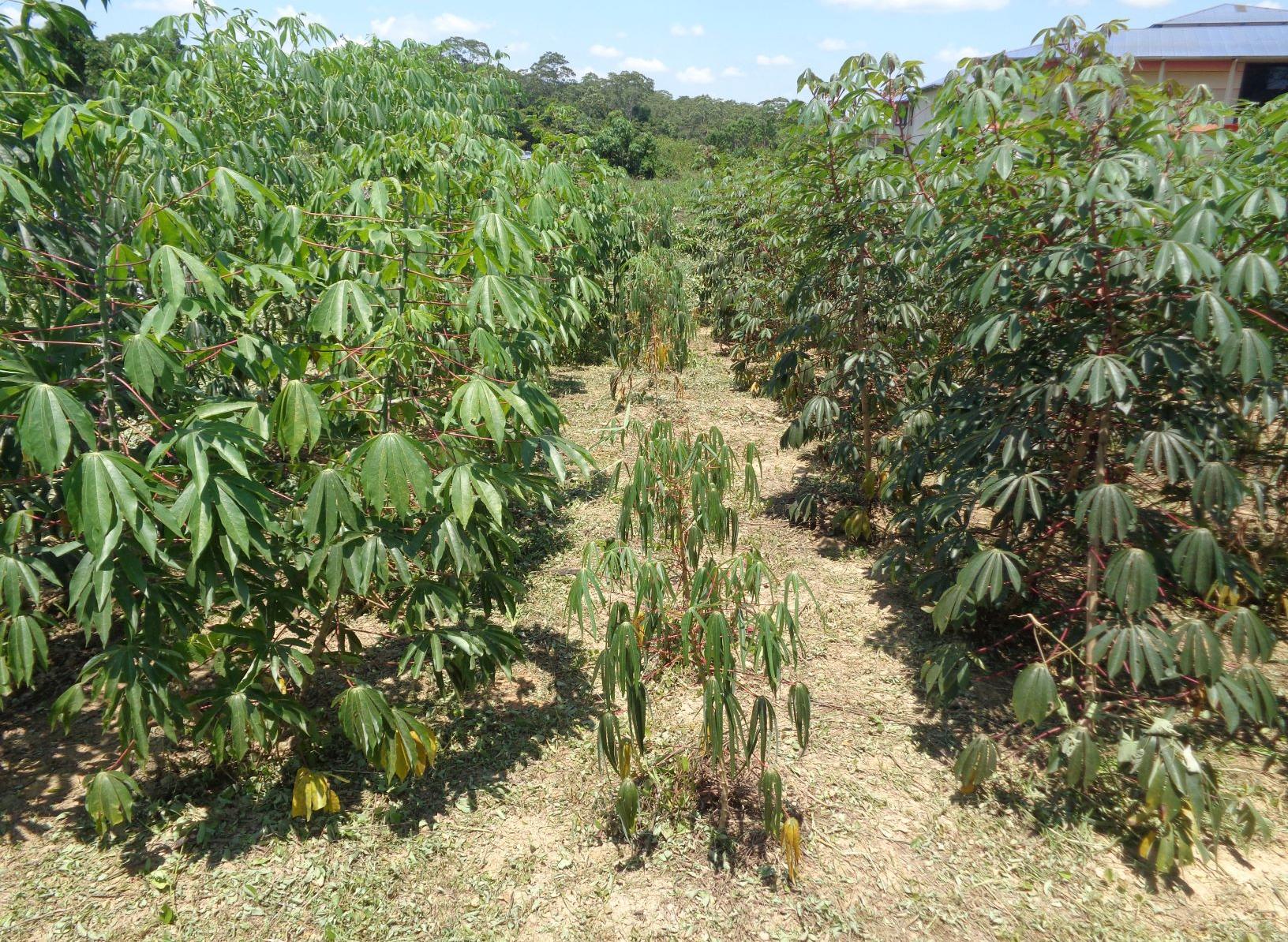 Plants de manioc (Photo: Hervé Vanderschuren)