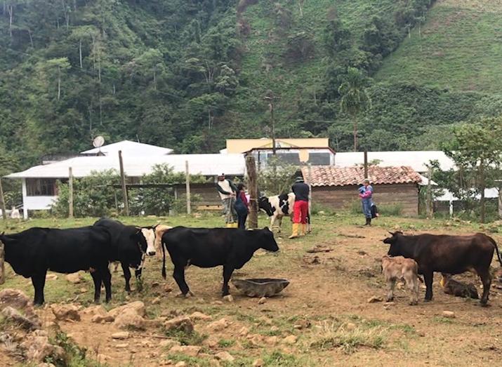 Les propriétaires de bovins voient leur revenu diminuer en raison des infections transmises par les tiques (Photo: Richar Rodriguez Hidalgo / UCE) 