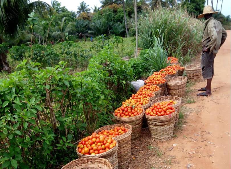 Annuellement, le Bénin produit 323 000 tonnes de tomates  