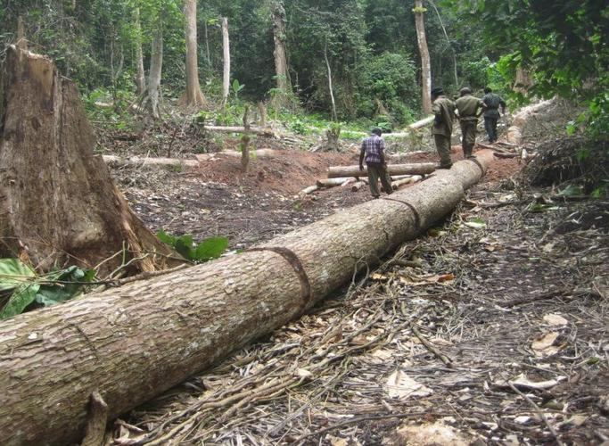 La déforestation menace la RDC - Photo: VivAfrik
