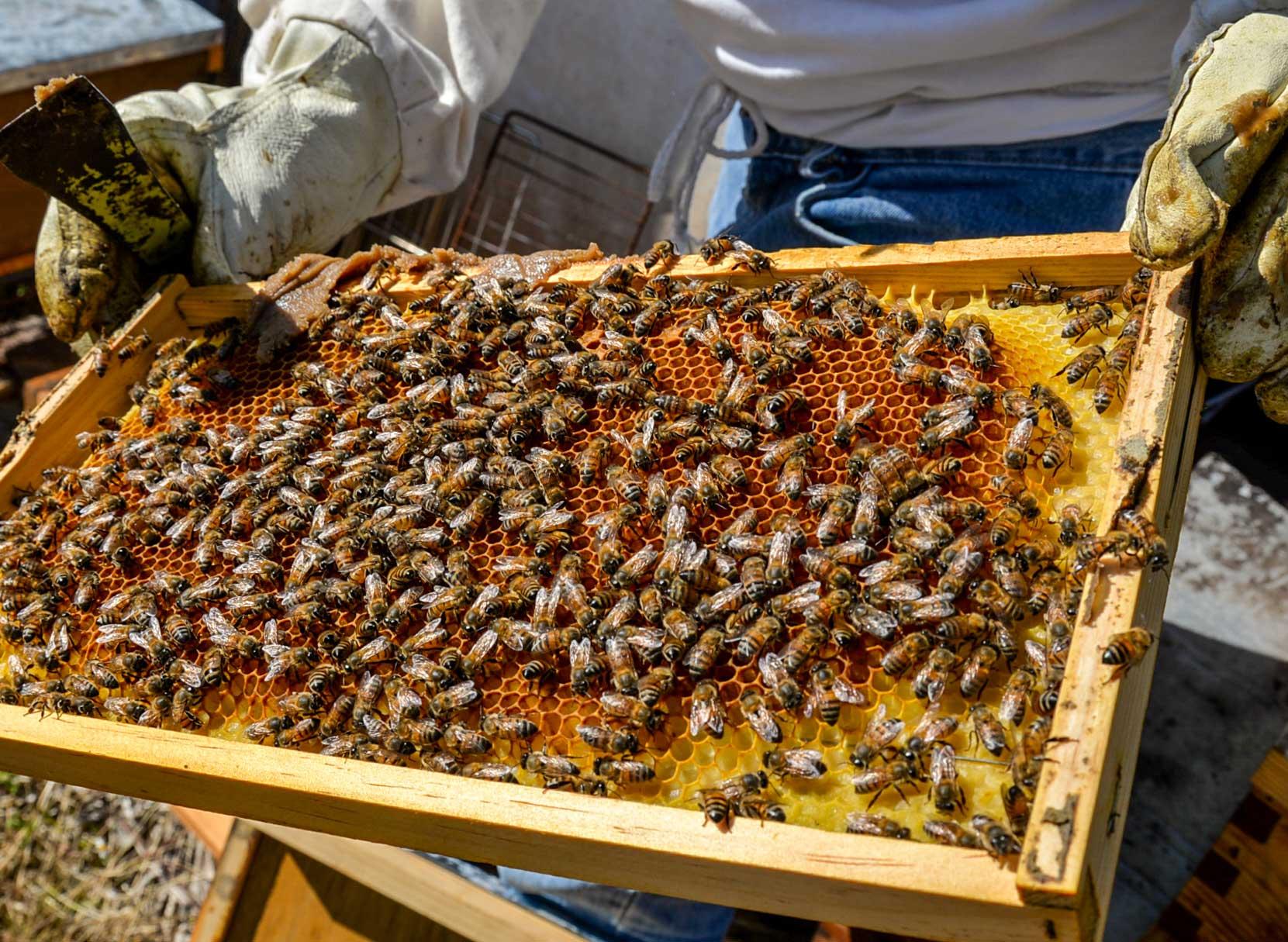 Le projet souhaite créer une base de données d'abeilles mélipones. Photo - Projet 