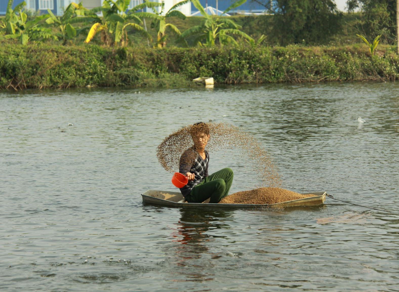 Nourissage des tilapias à Hai Duong, dans le delta du fleuve rouge au Nord du Vietnam - Photo: Tran Thi Nang Thu
