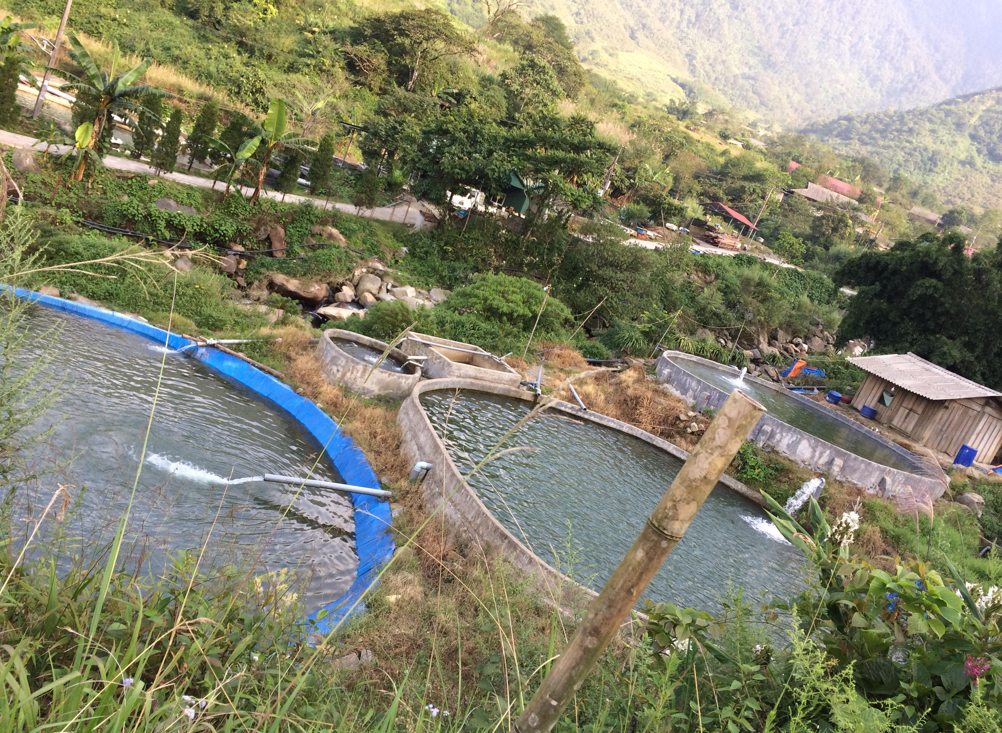 Aquaculture au Vietnam 