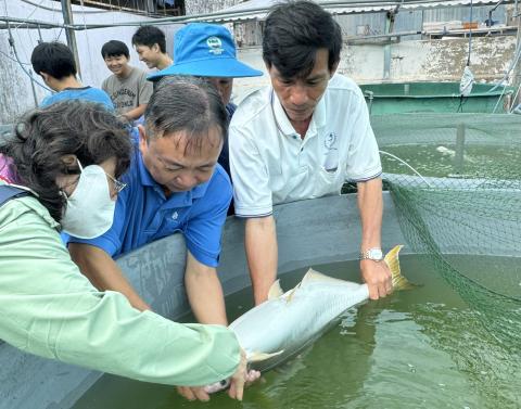 Elevage de Pangasius krempfi