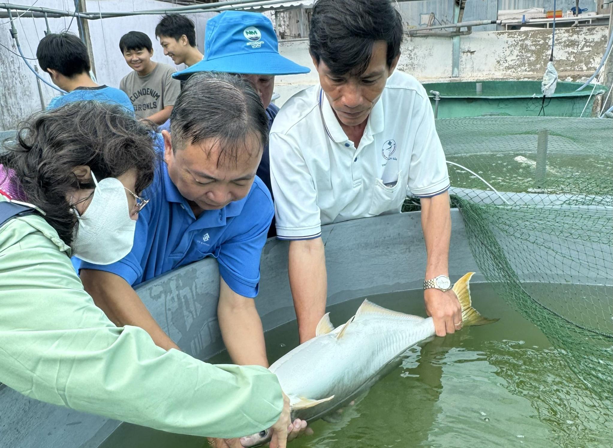 Elevage de Pangasius krempfi