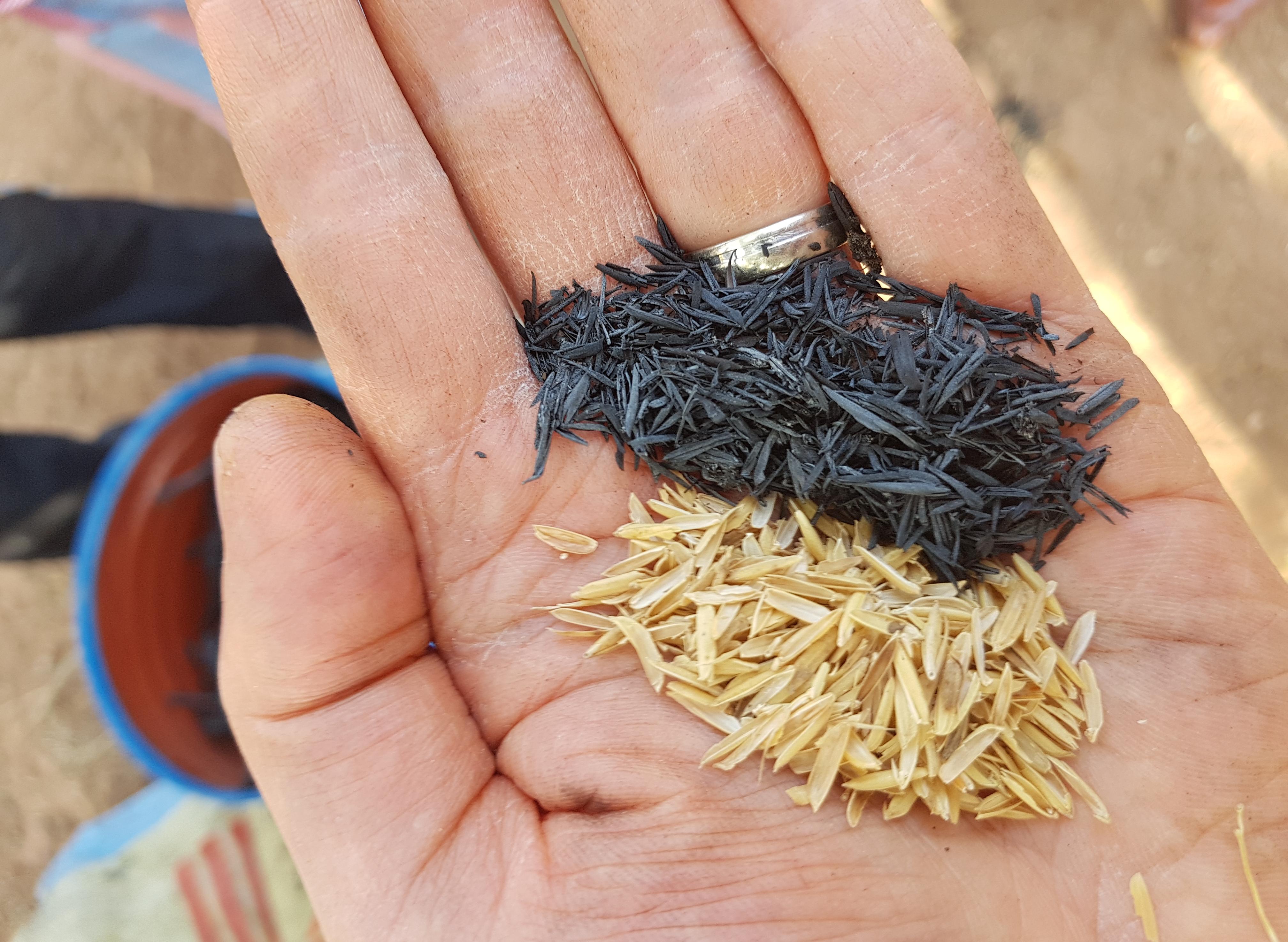 Le biochar est appliqué sur les terres des champs écoles pour tester son effet sur la fertilité des sols et les rendements du coton et maïs.
