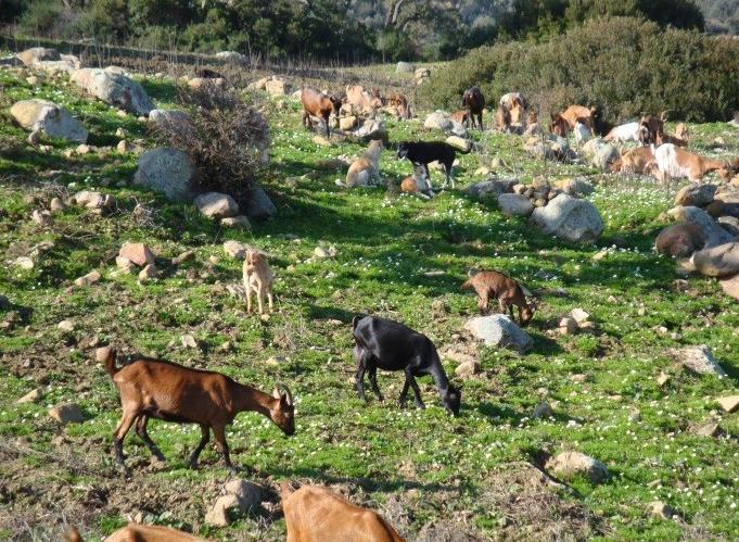 L’élevage de petits ruminants représente la principale source de revenu pour de nombreuses familles marocaines. 