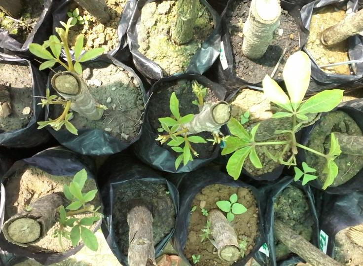 Le projet va valoriser les enjeux agronomiques et pharmacologiques en vue d'une utilisation durable des plantes médicinales. 