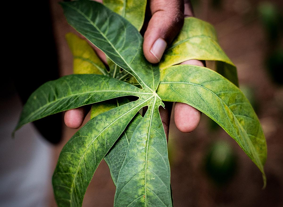 Rwanda - Feuille de manioc