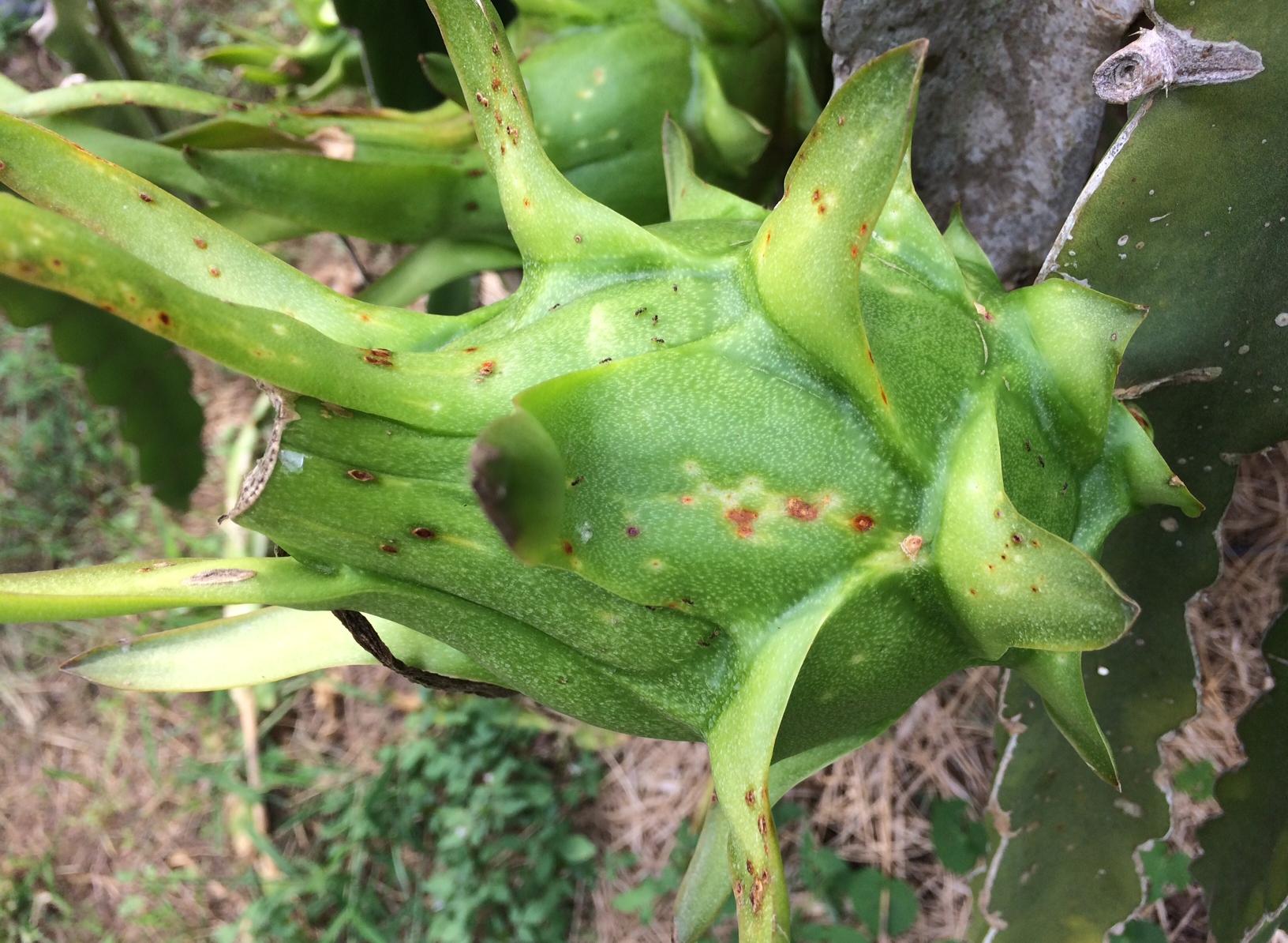 Le fruit du dragon avec les taches symbolisant la maladie (Photo : A. Richel)