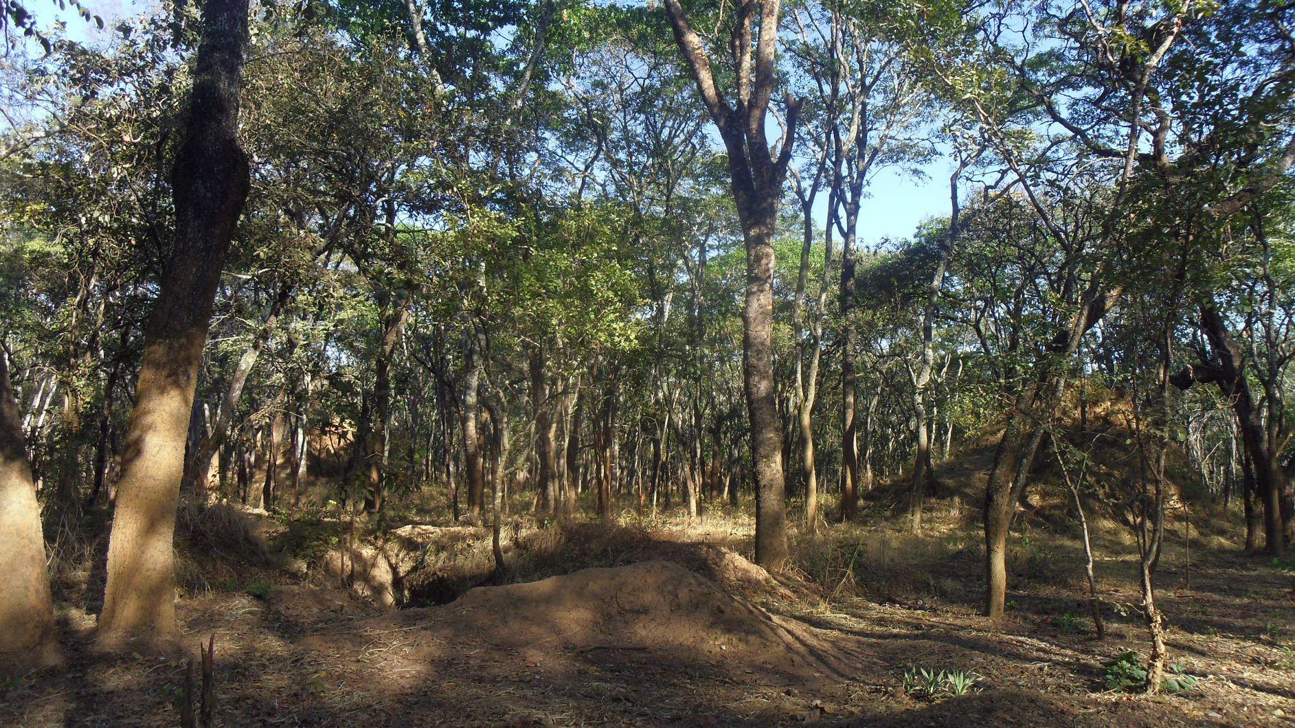 Exemple d'un forêt claire (Photo: Jan Bogaert)