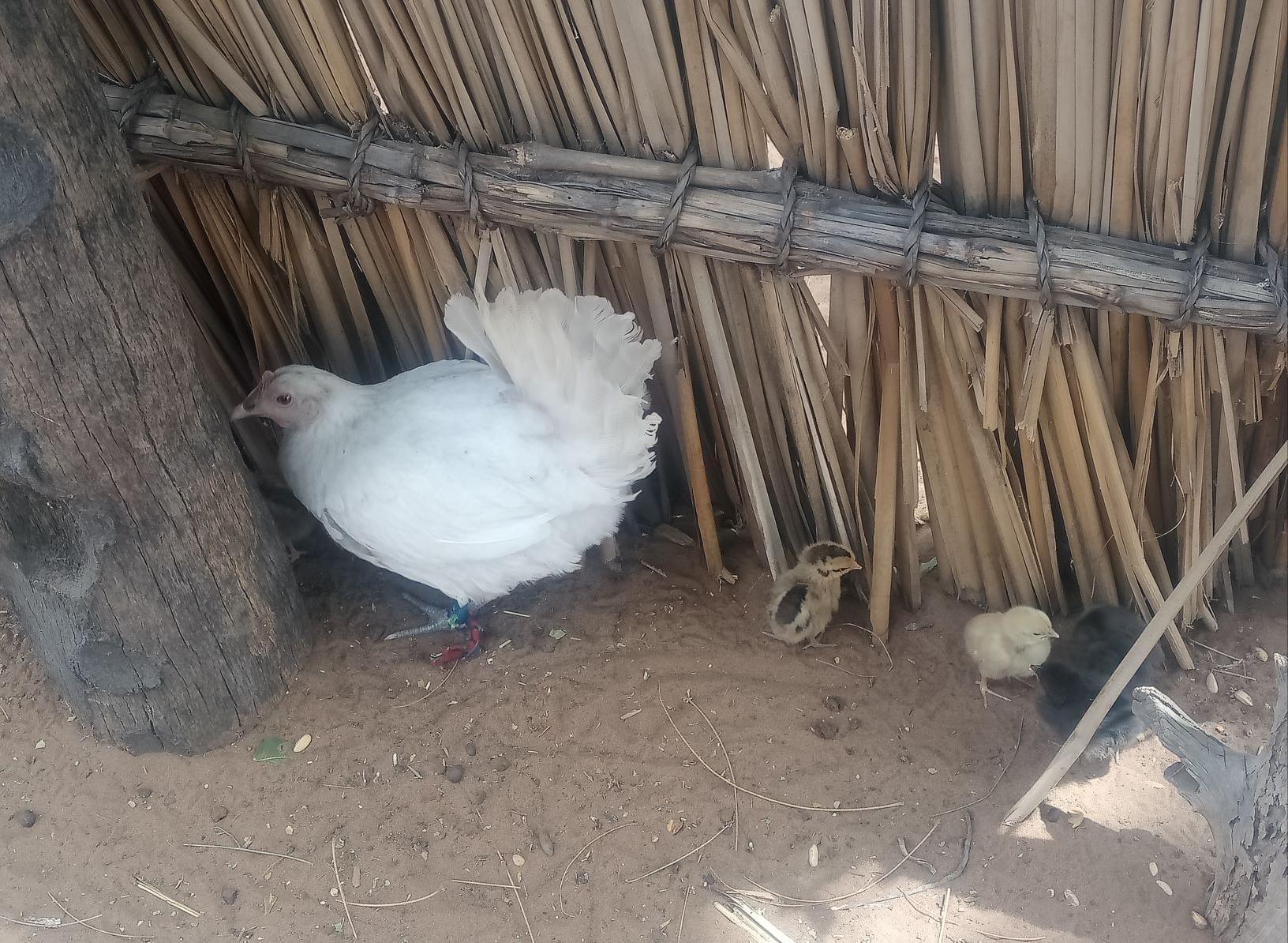 Elevage de volailles dans la périphérie de Niamey (Photo: Claude Saegerman)