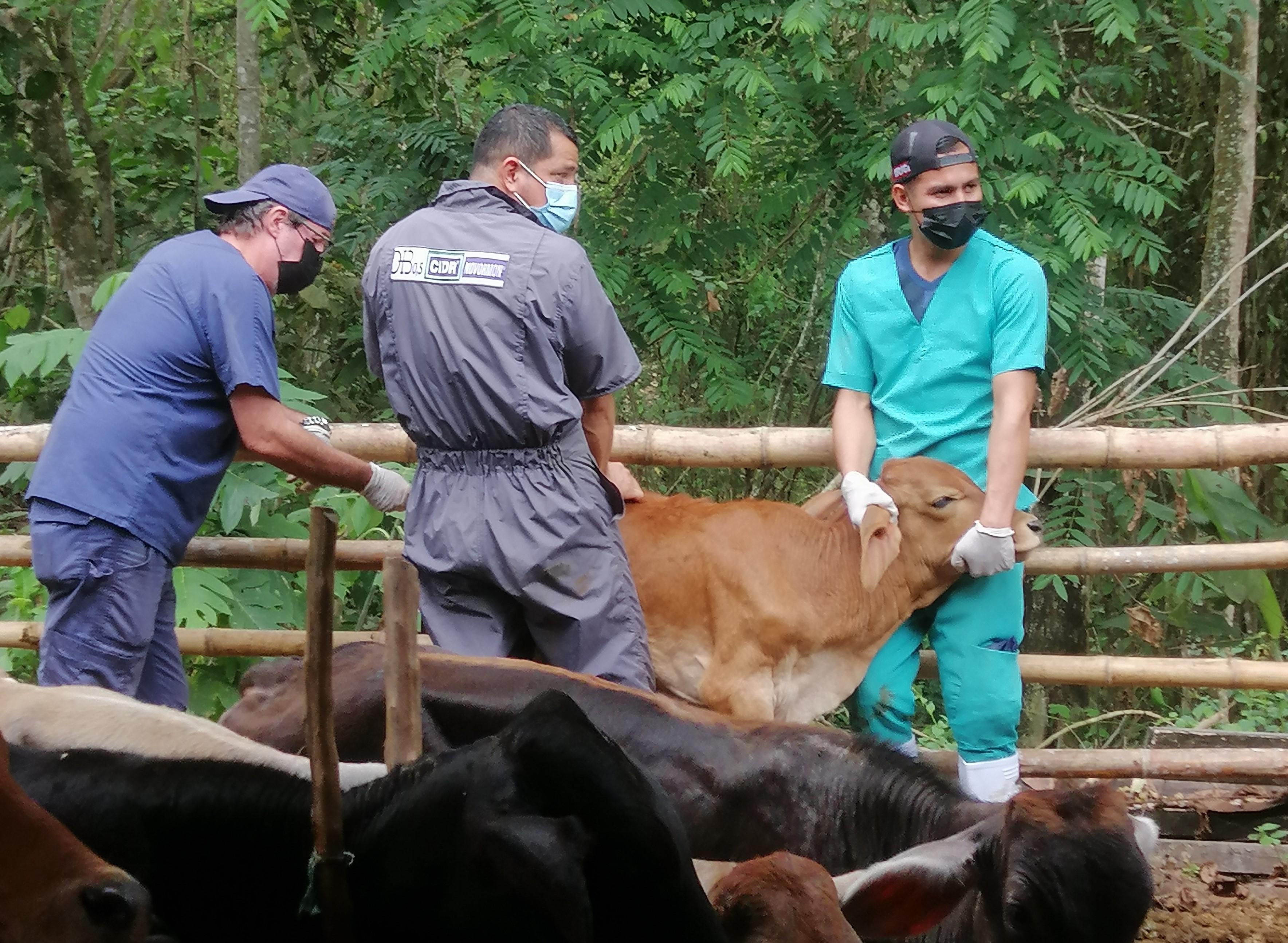 Le secteur bovin en Equateur fait face à une augmentation de la prévalence de maladies infectieuses (Photo : Jorge RON ROMÁN)