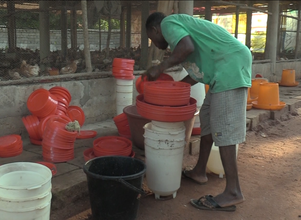 Aviculture au Burkina Faso 