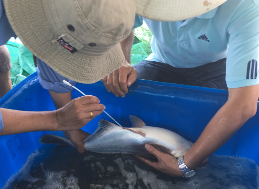 PRD _ Farnir 2 _ 2025