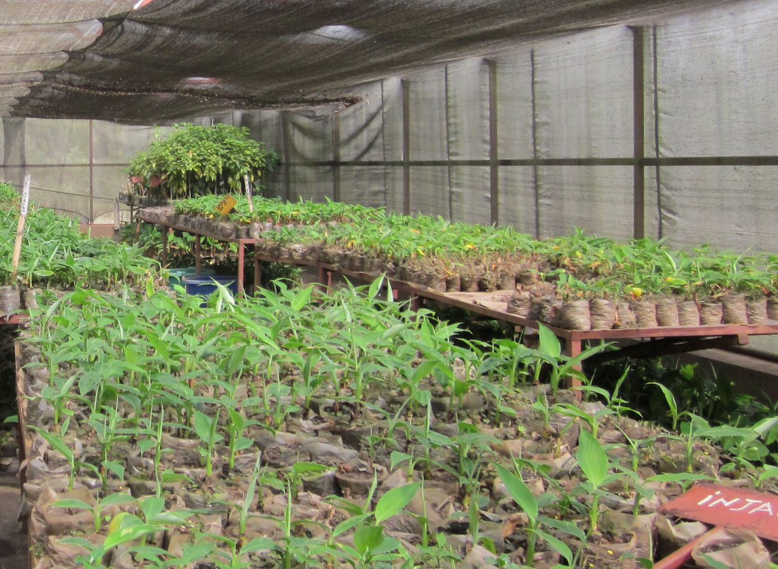 Améliorer la production, la distribution et le contrôle qualité des semences de manioc.